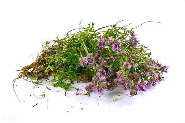 百里香作为抗生素替代品在家禽生产中的应用