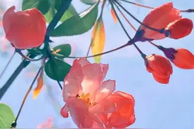 心有春天，人生就会繁花似锦，心有阳光，眼里才会有风景图片