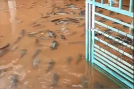 广西老汉家中惊现“食人鲳”，跟随大水四处乱跑，真的会吃人吗？图片