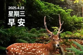 极简科普丨鹿茸、鹿鞭、鹿胎、鹿血、鹿心、鹿肾、鹿筋、鹿肉、鹿骨等均可入药，具有药用价值和养生保健功能图片