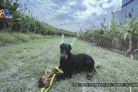 “杜宾”突然离去 嘉洁：不存在过失图片