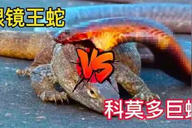 眼镜王蛇单挑科莫多巨蜥，谁才是战斗力最强的有毒爬行动物？图片