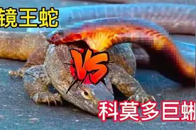 眼镜王蛇单挑科莫多巨蜥，谁才是战斗力最强的有毒爬行动物？图片