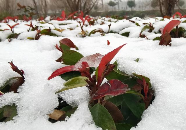 细说植物的五大内源激素（完整版）