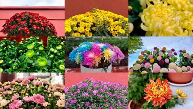 待到重阳日，还来开封赏菊花