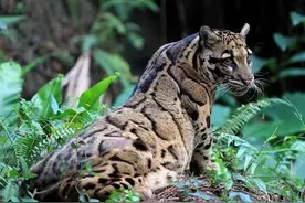 野生“小剑齿虎”现身云南，咬合力接近400斤，连野猪都能咬死？图片