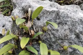 罕见的1种“石橄榄”，在石头缝里繁殖，挖1棵少1棵，如今珍贵图片