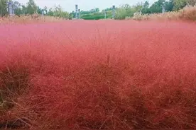 那些神仙句子，建议收藏（续写篇，起风了）图片