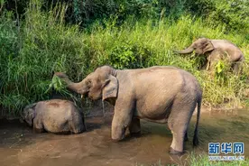 【大象密码第十二期】是庞然大物，也是“运动健将”图片