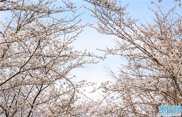 贵安樱花园最新实拍图来啦！