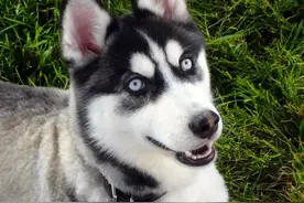 二哈拆家撒手没，还不是因为你家格局小了图片