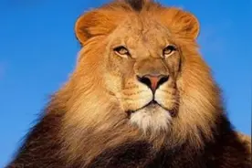 动物交配六亲不认？小雄狮成为狮群的王，会发生近亲繁殖的现象吗图片