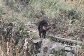 养了10多年的狗狗突然踉跄离家，主人默默跟在后面送别图片