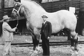 世界上已没真正的野马了？如果把家马放生，它们会不会变成野马？图片