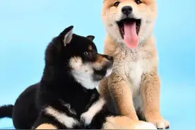 柴犬价格多少钱一只？柴犬优缺点分析大全？图片