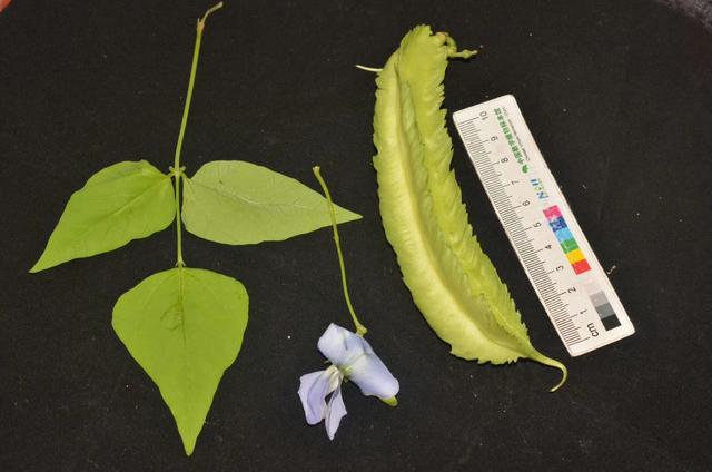 起源地品牌产品——濮阳四棱豆