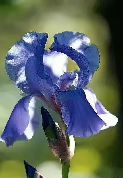 鸢尾的花语(鸢尾的花语) – 苏普网