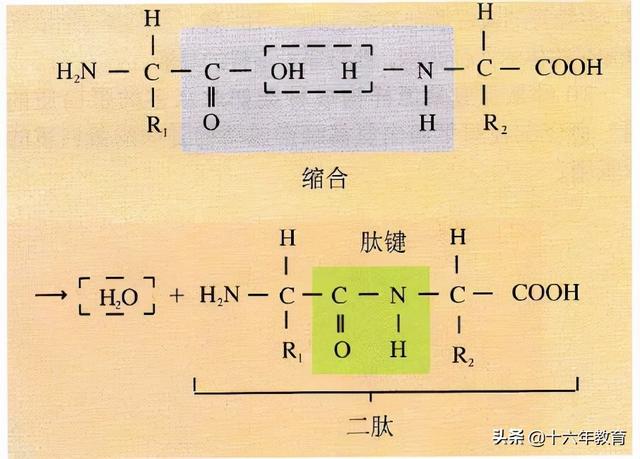 高中生物重要生化知识图解记忆（建议收藏）