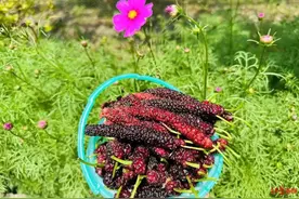 成都恩桃儿、桑per上市了，抿甜！图片