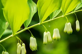 中药：黄精，补气益肾、健脾润肺，针对“三高”人群适用图片