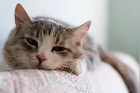 猫咪拉肚子了怎么办？图片