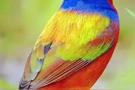 100幅色彩艳丽、珍贵稀少的小鸟图图片