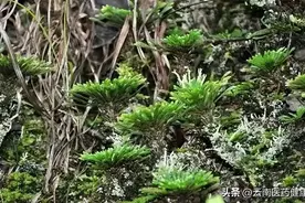 医药百草园 |“返老还童，起死回生”的仙草图片