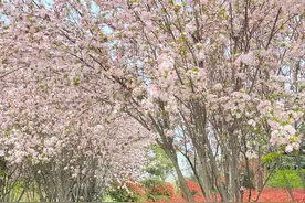 父亲给女儿十八岁成人礼的一封信图片