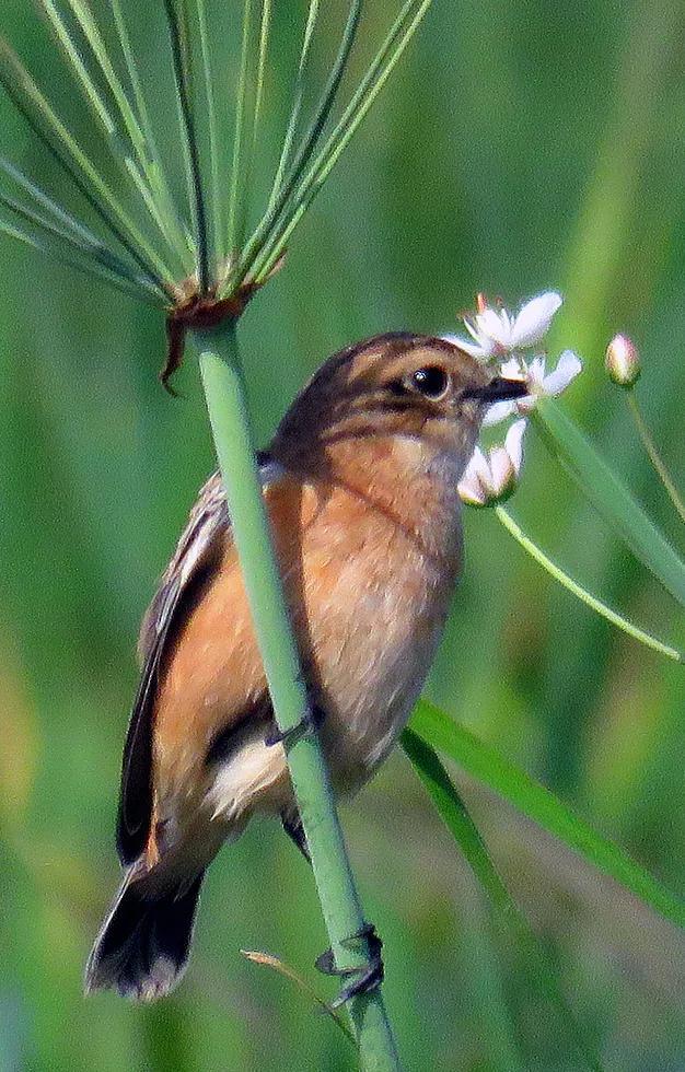 100幅色彩艳丽,珍贵稀少的小鸟图