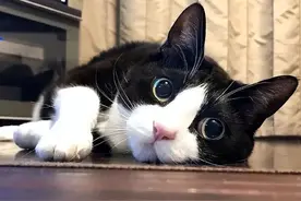 我是一只自由的奶牛猫 捉一只老鼠给主人挨骂了 爱干饭爱睡觉图片