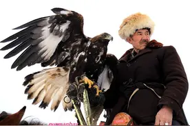 金雕要有英雄气，才能牧羊守圈杀狐狼｜可可西里牧民老巴图说图片