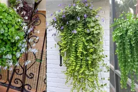 6种小众的室内垂盆植物，南方可随便露养，北方可养成窗台盆栽图片