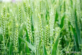 小麦的种类及其分布图片