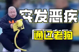 网红老狗：花重金迎娶美娇妻，身患重病时，媳妇却卷走全部财产？图片