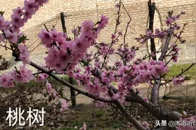 桃树谢花后打什么农药？怎样打药？图片