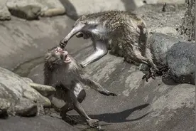 曾在南京抢狗杀猫的流氓猴，如今被猴群霸凌！猴子也会替天行道？图片