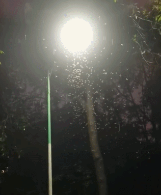 下雨前好多虫子怎么办