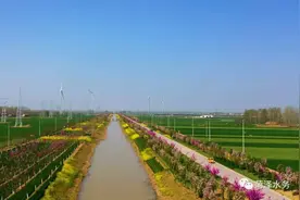 菏水美：盛开的紫荆花 美丽的紫荆河图片