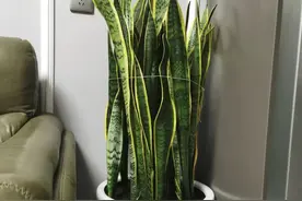 虎皮兰喜湿还是喜干？弄反了养不好，竟然还有人不知道！图片