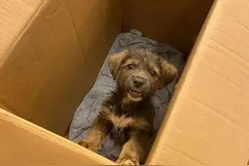 孕期能不能养狗？一位准爸爸这样说图片