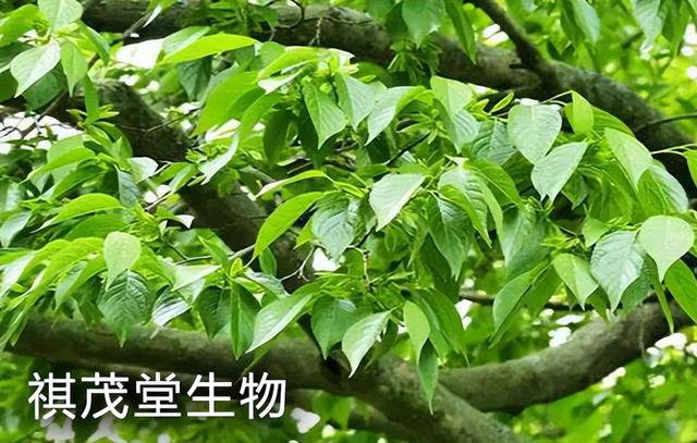 杜仲叶提取物杜仲素在水产养殖中的功能，杜仲提取物水产养殖好处