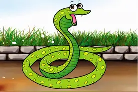 菜花蛇无毒，凭什么被称为“百蛇之王”？为什么毒蛇会怕菜花蛇？图片