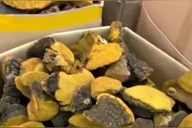 俄罗斯桦树茸如何进口及清关要办什么手续?图片