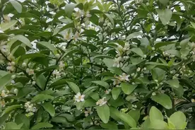 吸取修剪翻车的教训，柑橘花期至幼果期为何不宜修剪过重呢？图片