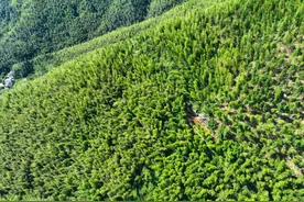 自驾穿越广东连州莽莽群山，感受万亩竹海的波澜壮阔图片