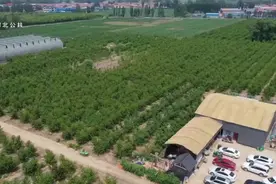 河北霸州：农旅融合助力乡村振兴图片
