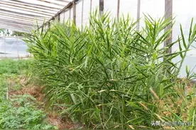 生姜如何施“壮苗肥”“开叉肥”“膨大肥”，三肥结合，姜挖不完图片