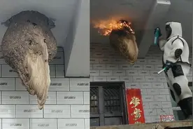 河南一村民屋檐下，连续5年出现20斤马蜂窝，为何都在同一位置？图片