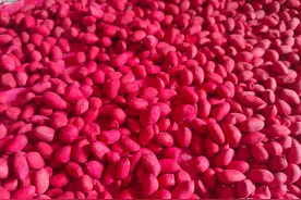 花生播种前，用这个新配方拌种，防病治虫效果更好图片