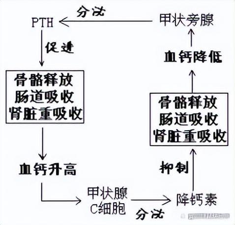 高中生物-人体内环境稳态的生理意义及调节